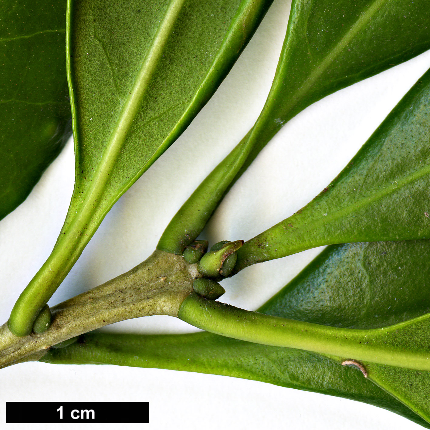High resolution image: Family: Oleaceae - Genus: Picconia - Taxon: excelsa High resolution image: Family: Oleaceae - Genus: Picconia - Taxon: excelsa